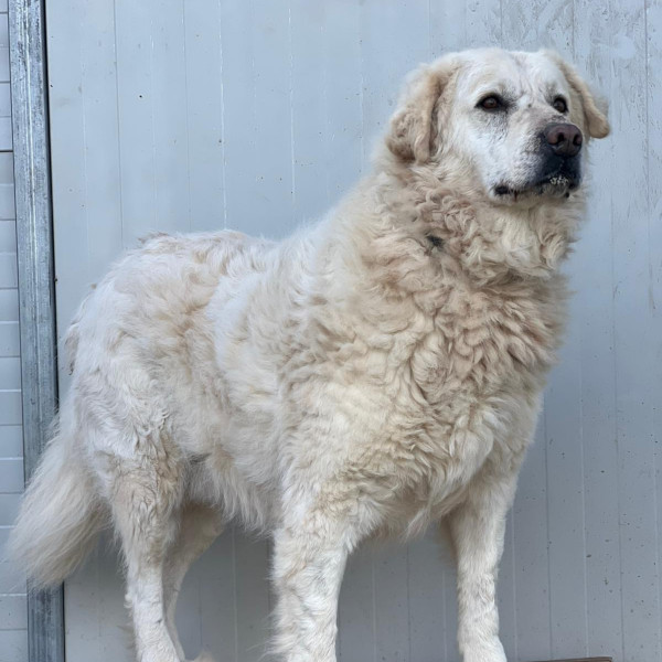 Albano, Mix Maremmano, in adozione