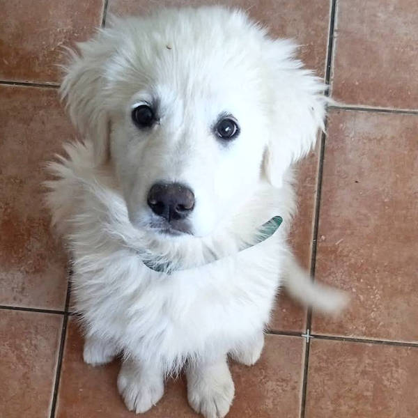 Brina, Mix Maremmano, in adozione