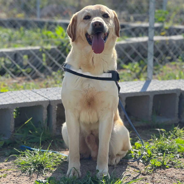 Fred, Labrador, in adozione