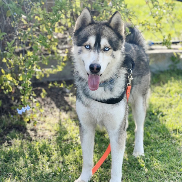 Ryan, Siberian Husky, in adozione
