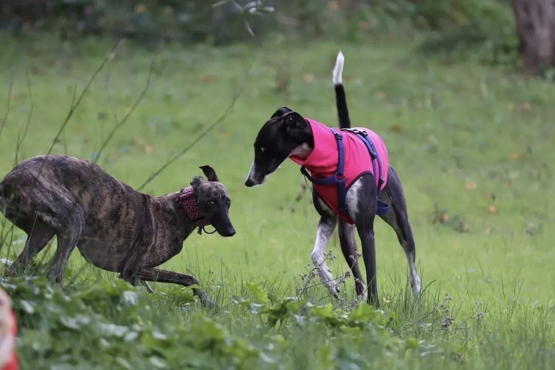 Educazione e rieducazione del cane a Sassari